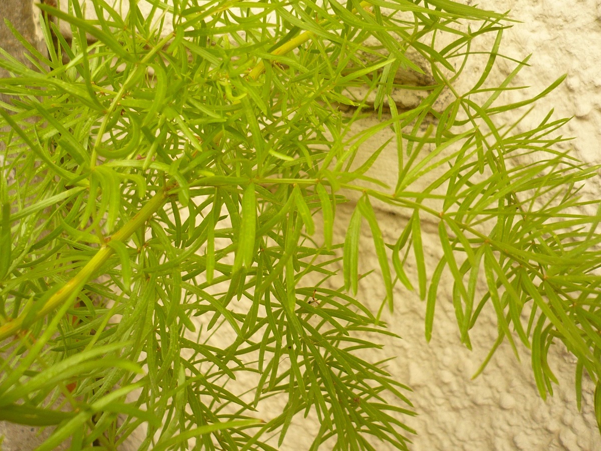 Asparagus densiflorus (Asparagaceae)